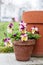 Beautiful flowering Pansy Trailing in a traditional ceramic pot