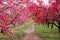 Beautiful flowering peach trees at Hanamomo no Sato,Iizaka Onsen,Fukushima,Japan