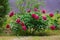 A beautiful flowering peony Bush with gorgeous pink flowers. Natural spring natural background