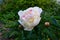 Beautiful flowering peony in spring garden. Delicate flower and buds