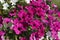 Beautiful flowering petunia