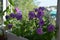 Beautiful flowering petunias grow in container in small urban garden on the balcony. Petunia multiflora double