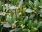 Beautiful flowering Phillyrea Latifolia Media commonly known as Jasmine Box, Green Olive Tree or Mock Privet close-up