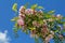 Beautiful flowering pink acacia, Robinia