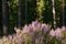 Beautiful flowering pink Heather, Calluna vulgaris in Estonian boreal forest