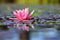 Beautiful flowering pink water lily - lotus in a garden in a pond. Reflections on water surface.