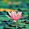 Beautiful flowering pink water lily - lotus in a garden on a small lake. Reflections on water surface