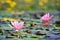 Beautiful flowering pink water lily - lotus in a garden on a small lake. Reflections on water surface