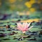 Beautiful flowering pink water lily - lotus in a garden on a small lake. Reflections on water surface