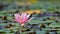 Beautiful flowering pink water lily - lotus in a garden on a small lake. Reflections on water surface