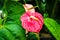 Beautiful Flowering Plant Anthurium Andraeanum