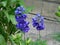 beautiful flowering plants larkspur with blue petals green leaves growing in the garden