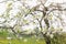 Beautiful flowering plum tree branch in the spring garden, soft focus
