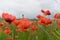 Beautiful flowering poppies on a blue sky background