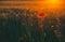 Beautiful, flowering poppy field