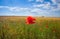 Beautiful, flowering poppy field in the background of a cloudy sky