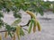 Beautiful flowering Prosopis juliflora tree