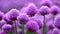 Beautiful flowering purple plant - chives. Natural colorful background in sunny and summer day.Allium schoenoprasum