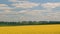 Beautiful flowering rapeseed field under blue sky.