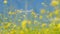 Beautiful flowering rapeseed field under blue sky.