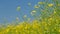 Beautiful flowering rapeseed field under blue sky.