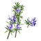 Beautiful Flowering Rosemary Herb Sprigs