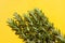 Beautiful Flowering Rosemary Herb Sprigs on Yellow Background