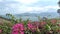 Beautiful flowering shrub with pink flowers swaying in the wind against the backdrop of the sea