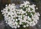 Beautiful flowering of Sincarpa dressed or Cape snow - endemic plant of South Africa