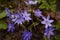 Beautiful flowering spring forest violets on a dark background blur