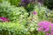 Beautiful flowering summer garden with blooming pink phlox, hollyhocks and butterfly bush