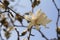 Beautiful flowering tree with large blossoms to welcome in Springtime