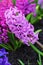 Beautiful Flowering Violet Hyacinth