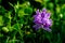 A Beautiful Flowering Water Hyacinth