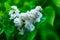 Beautiful, flowering white lilac flowers.