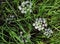 Beautiful flowering white medicinal wild herb Yarrow Achillea millefolilium.