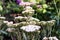 Beautiful flowering white medicinal wild herb Yarrow Achillea millefolilium.