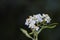 Beautiful flowering white medicinal wild herb Yarrow Achillea millefolilium.