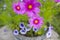 The beautiful flowerpot on balcony with Cosmos flowers