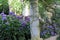 Beautiful flowers adorn the columns and archways of Anacapri