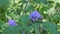 Beautiful flowers of Ageratum houstonianum also known as Bluemink, Mexican ageratum, Flossflower, Blue billygoatweed