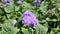 Beautiful flowers of Ageratum houstonianum also known as Bluemink, Mexican ageratum, Flossflower, Blue billygoatweed