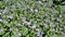 Beautiful flowers of Ageratum houstonianum also known as Bluemink, Mexican ageratum, Flossflower, Blue billygoatweed