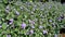 Beautiful flowers of Ageratum houstonianum also known as Bluemink, Mexican ageratum, Flossflower, Blue billygoatweed