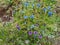 Beautiful flowers on an Alpine meadow high in the mountains in spring