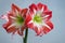 Beautiful flowers amaryllis bloom in spring