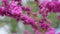 Beautiful Flowers Background. The Deep Pink Flowers. Purple Flowers On The Twigs. Close up.