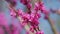 Beautiful Flowers Background. The Deep Pink Flowers. Purple Flowers On The Twigs. Close up.