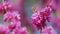 Beautiful Flowers Background. The Deep Pink Flowers. Purple Flowers On The Twigs. Close up.