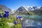 Beautiful flowers on the background of a mountain lake and snowy peaks in the high mountains of Altai. Wildlife of Siberia in